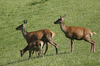 red deer