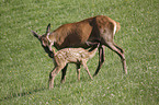 red deer