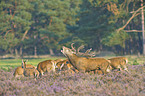 red deer