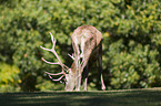 red deer