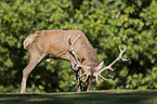 red deer