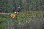 red deer