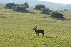 red deer