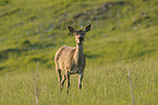 red deer