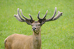 red deer