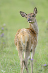 red deer