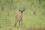 red deer