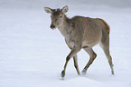 red deer