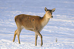 red deer