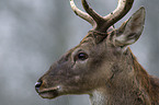 red deer