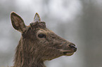 red deer