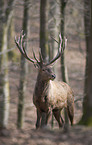 red deer