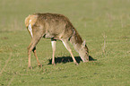 red deer