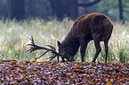 red deer