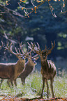 red deer