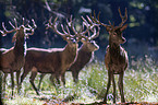 red deer