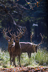 red deer