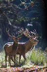 red deer