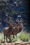 red deer