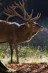 red deer