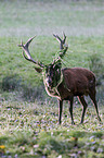 red deer