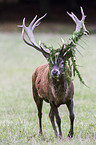 red deer