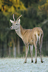 red deer