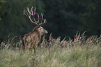 red deer