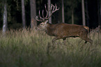 red deer