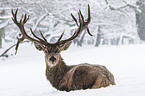 red deer