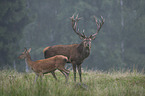 red deer