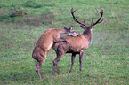 red deer