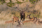 red deer