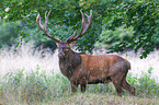 red deer