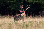 red deer