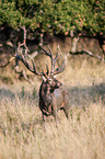 red deer