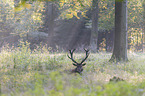 red deer