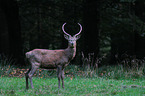 red deer