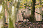 red deer