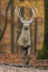 red deer