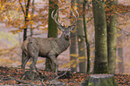 red deer