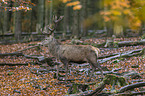 red deer