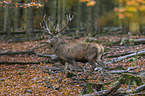 red deer