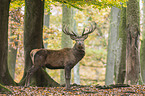 red deer