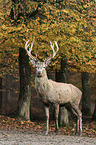 red deer