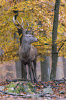 red deer