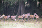 red deer