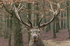 red deer