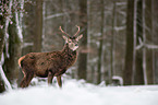 red deer