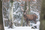 red deer